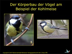 Körperbau-Vögel-am-Beispiel-Kohlmeise.pdf